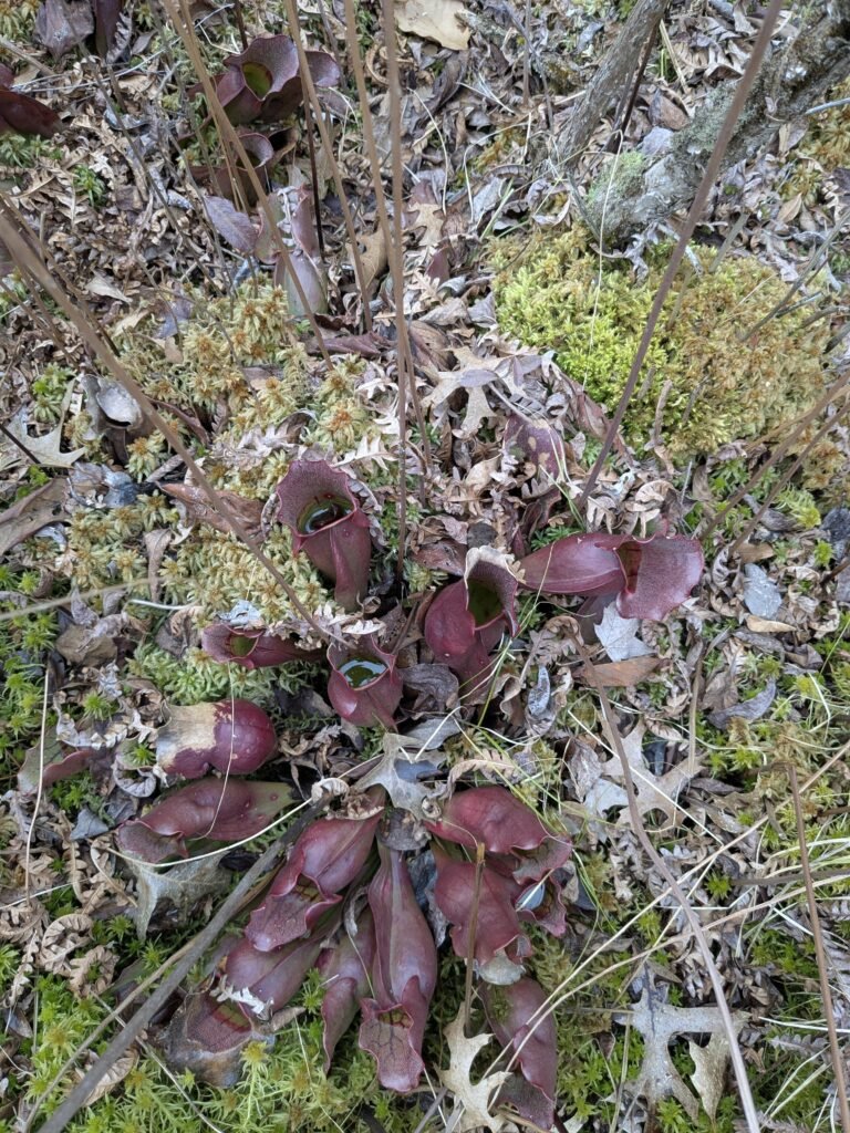 bog plant